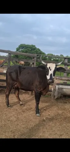 2 vacas paridas .
