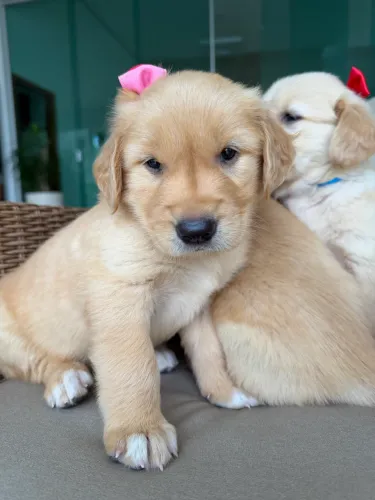 Fêmeas disponíveis /Golden Retriever 