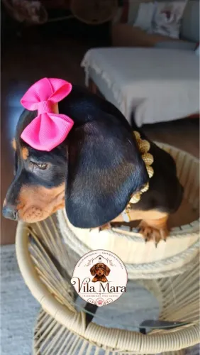 FILHOTE DACHSHUND BLACK AND TAN