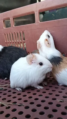 Porquinho da índia macho