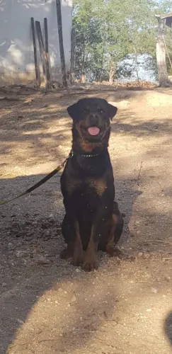 Rottweiler macho, com pedigree, procura fêmea para cruzar