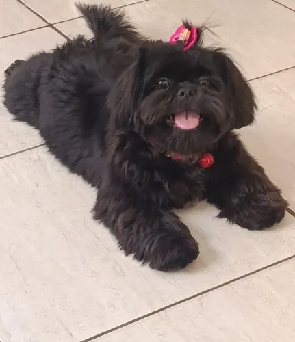 Shitzu fêmea mini