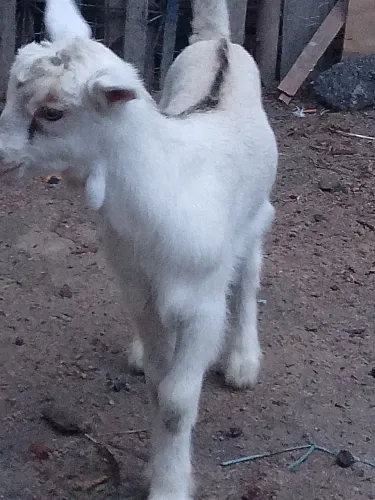 Cabrito alpino americano 