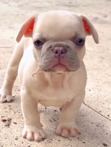 Bulldog francês macho Lilac faw