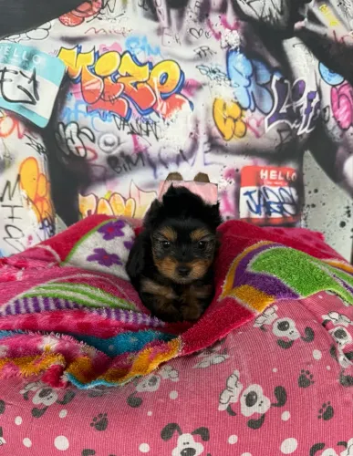 Fêmea yorkshire terrier linda bebezinha 