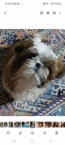 Shih tzu