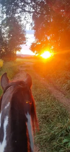 Cavalo Oveiro salgo 