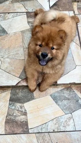 vendo esse filhote de Chow Chow esse maio tem 3 meses vendo cada um por 650