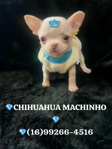 CHIHUAHUA MACHINHO PELO CURTO BIBELÔ ENCANTADOR 