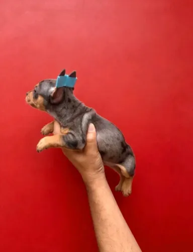 Pinscher lindo 