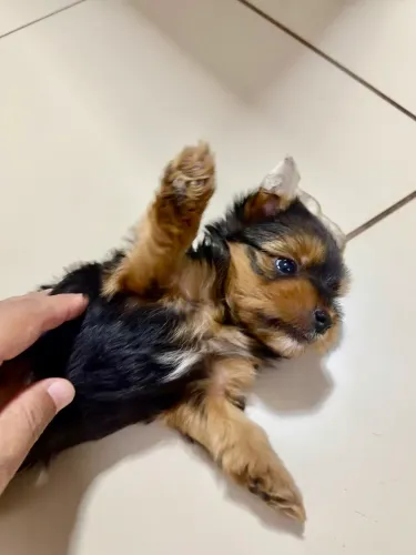 Yorkshire Terrier Filhote