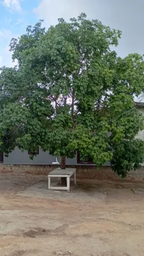Casa locação Gravatá.