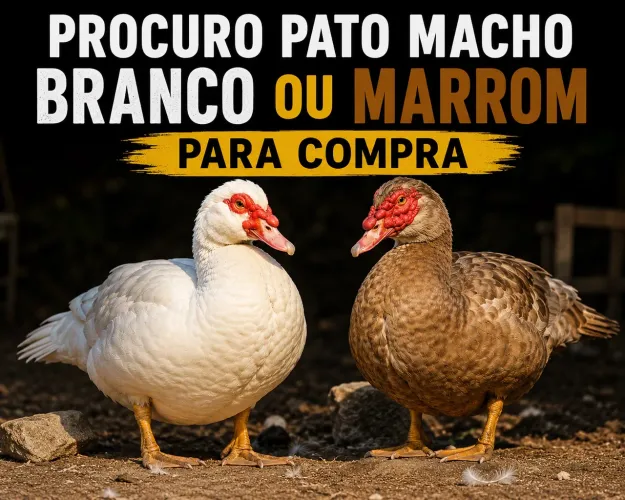 Procura para comprar pato