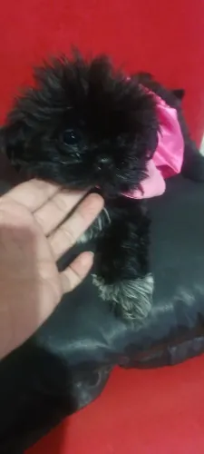 Shih tzu femea