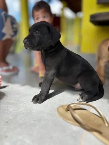 cachorro - presa canária