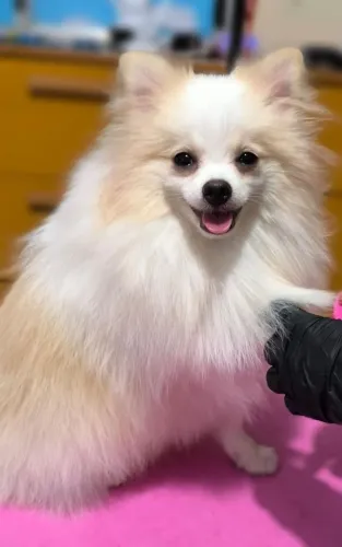 Lulu da Pomerânia/ cobertura 