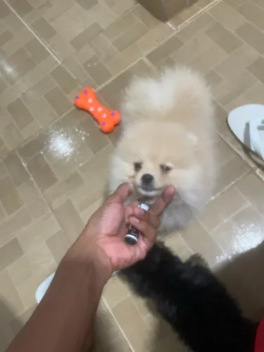 Spitz alemão creme 