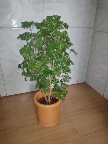 Vaso de planta felicidade 