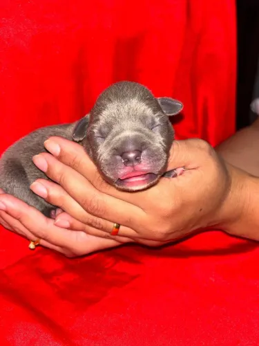 American Bully POKET