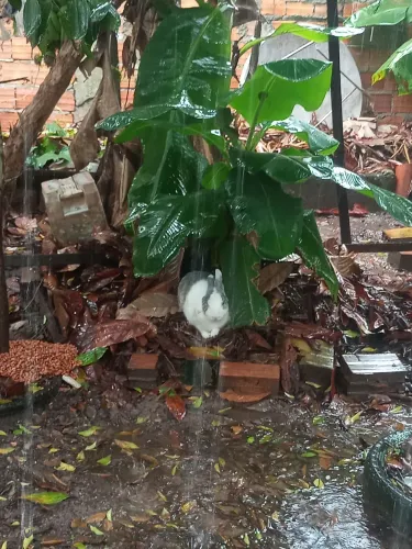 Doação
