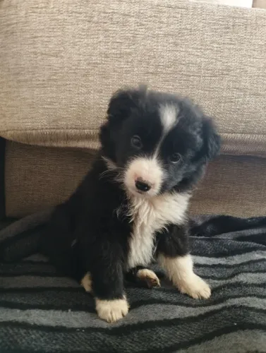 Filhotes de Border Collie | O melhor abraço é o que tem pelos.