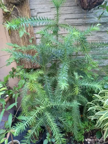 Muda de araucária pronta entrega 30 a 40cm
