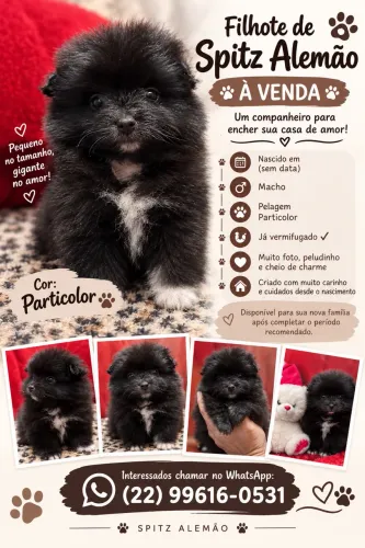 Lulu da pomerania