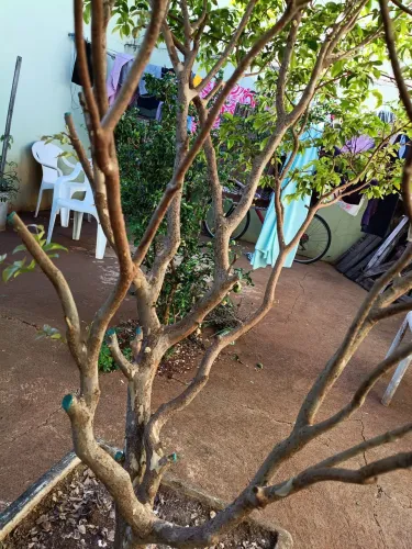 Pé de jabuticaba