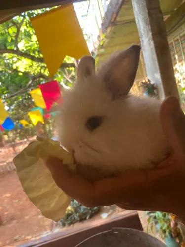 Coelhos raça Lion