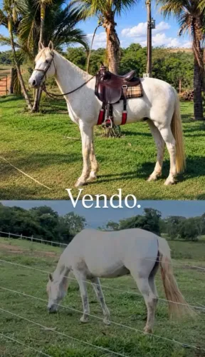 Cavalo.