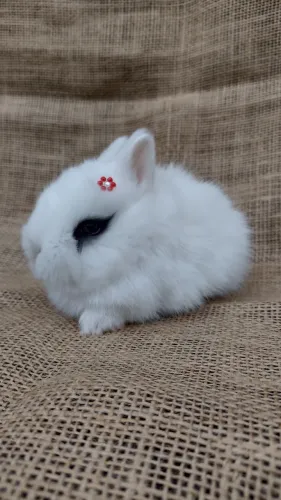 Netherland dwarf COELHO ANÃO