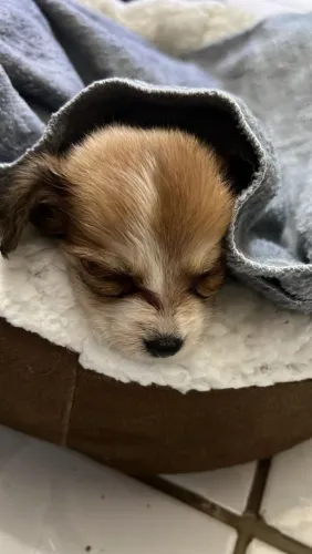 Cachorro para adoção