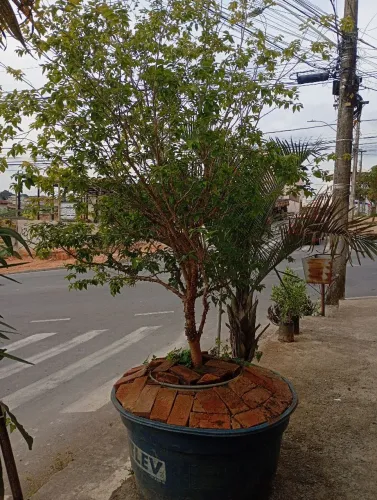 Jaboticaba híbrida 