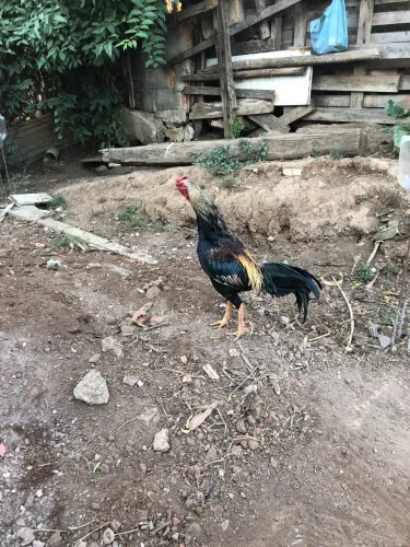 Galo índio