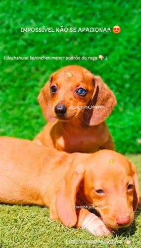 Fêmeas de Dachshund Miniatura e Kaninchen ( menores padrão da raça ) olhos claros!