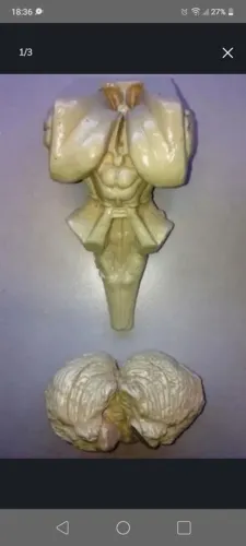 Kit para estudo de Neuroanatomia.