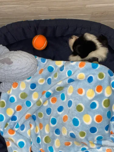 Vendo border collie
