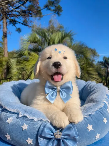 Filhotes bebês de Golden retriever macho!