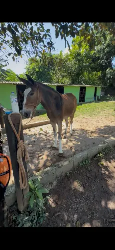 Burro de patrão 