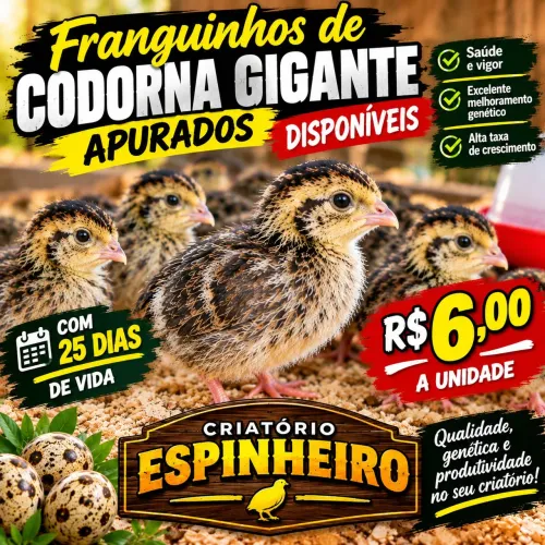 Pintos de codorna gigante com 25 dias de vida