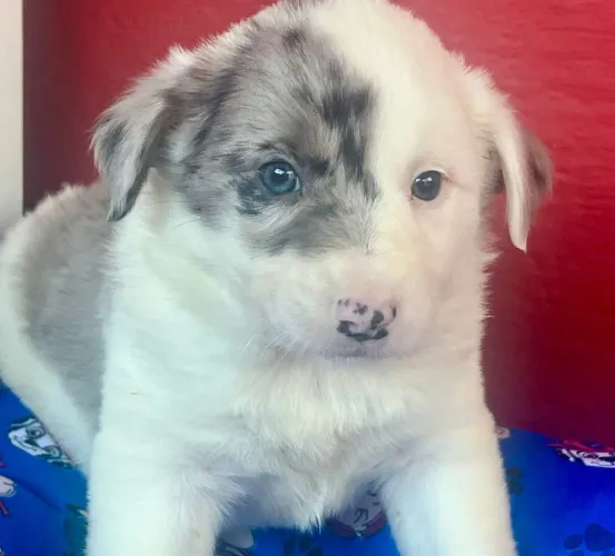 Border Collie a pronta entrega!/ Última Fêmea disponível