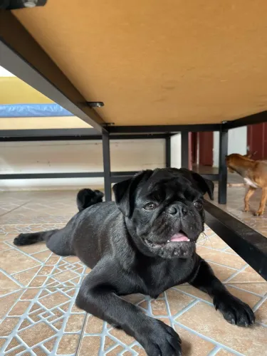 Cachorro pug macho