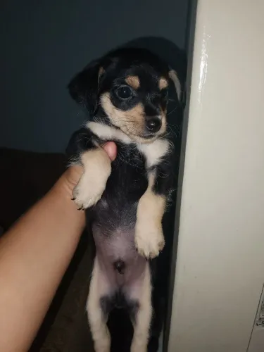 Filhotes para Doação 