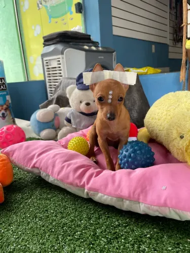 Pinscher fêmea com 4 meses $2.400,00