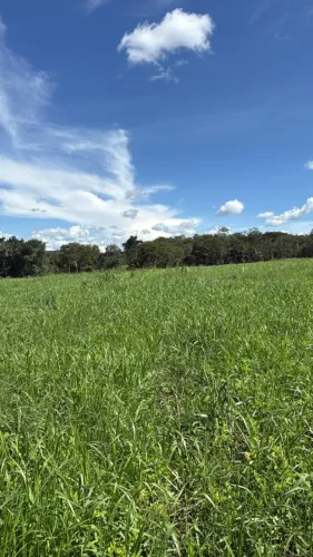 FAZENDA À VENDA 20 ALQ | VILA PROPÍCIO-GO | ALTO POTENCIAL PRODUTIVO E LOGÍSTICO