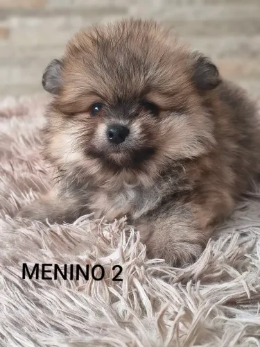 Lulu da Pomerânia anão