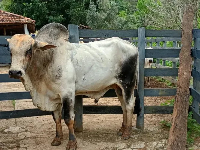 touro Nelore