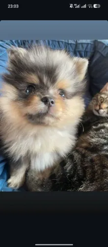 Filhotinhos de Spitz alemão