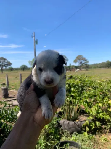  Filhotes Border collie