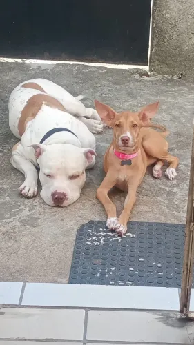 Doação de pet